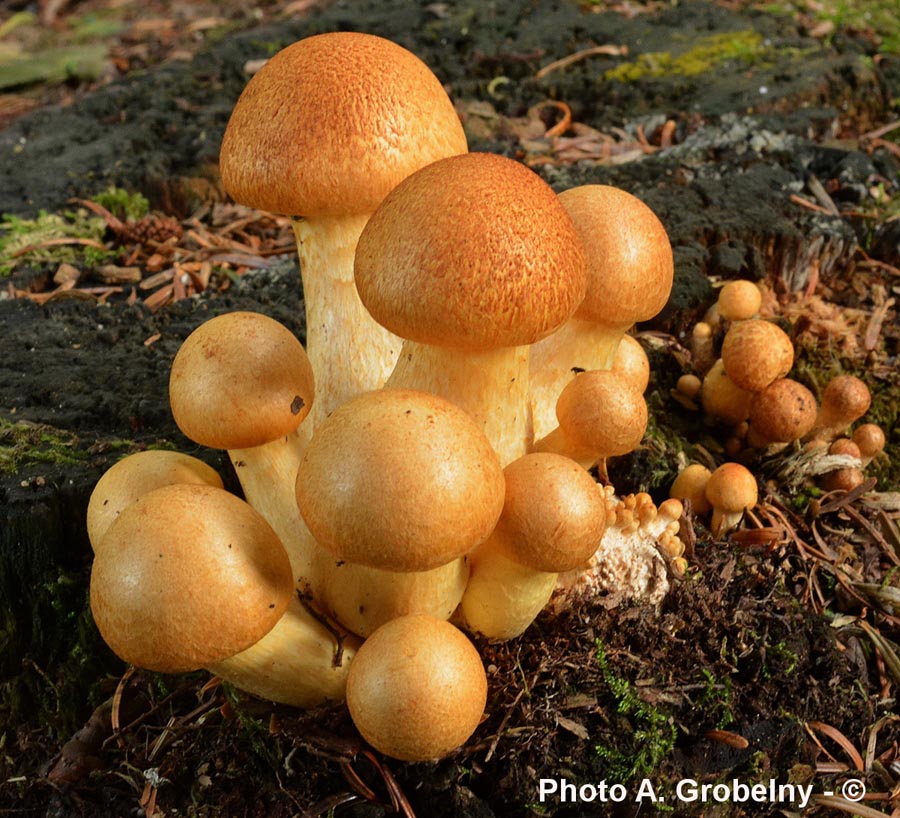 Gymnopilus spectabilis