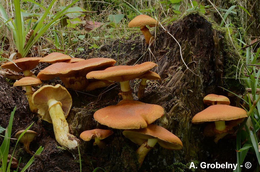 Gymnopilus spectabilis