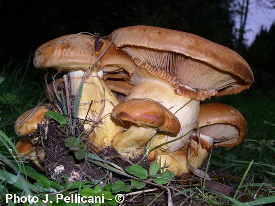 Gymnopilus spectabilis