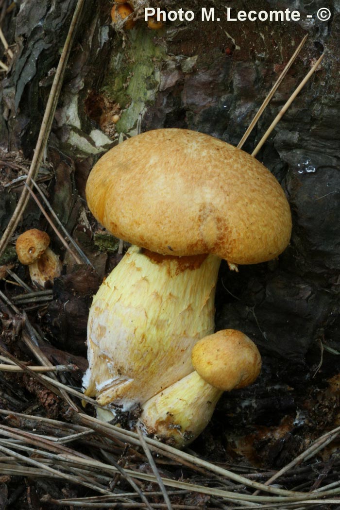 Gymnopilus spectabilis