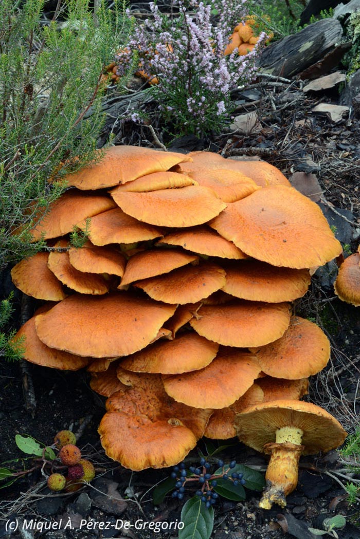 Gymnopilus spectabilis