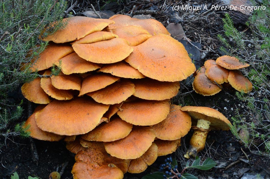 Gymnopilus spectabilis