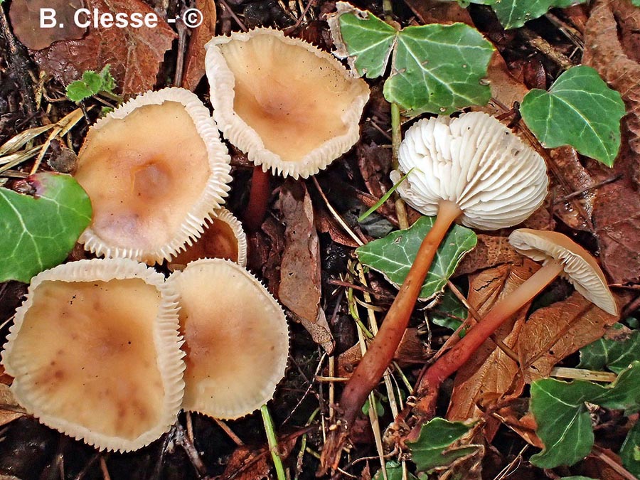 Gymnopus erythropus (Collybia kuehneriana)