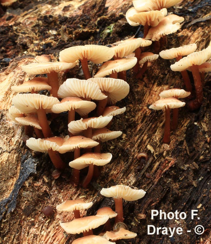 Gymnopus erythropus (Collybia kuehneriana)