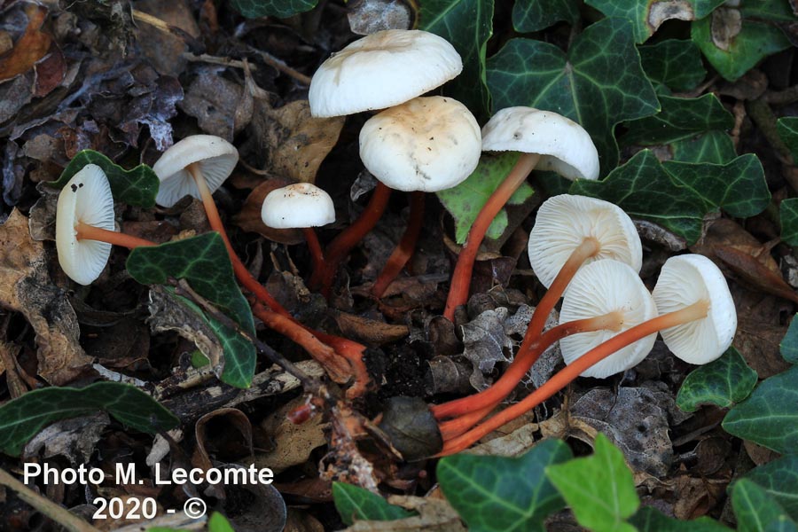 Gymnopus erythropus (Collybia kuehneriana)