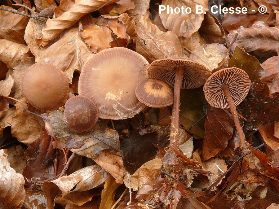 Collybia fagiphila (Gymnopus fagiphilus)