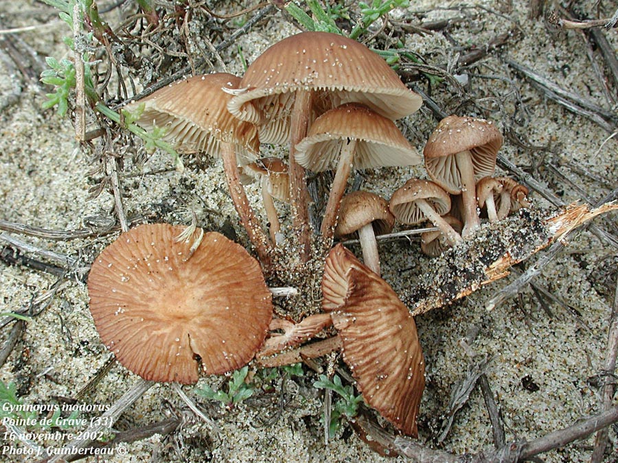 Gymnopus inodorus