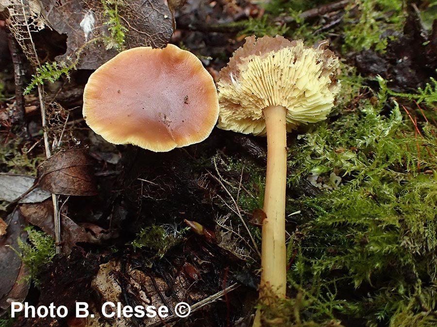 Collybia ocior (Gymnopus ocior)