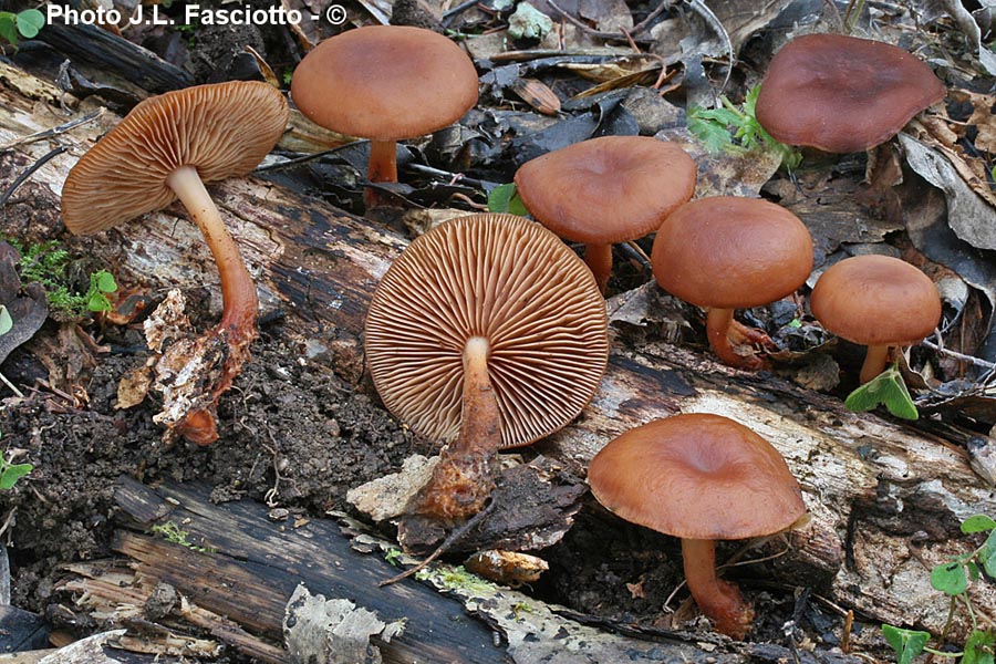 Gymnopus vernus