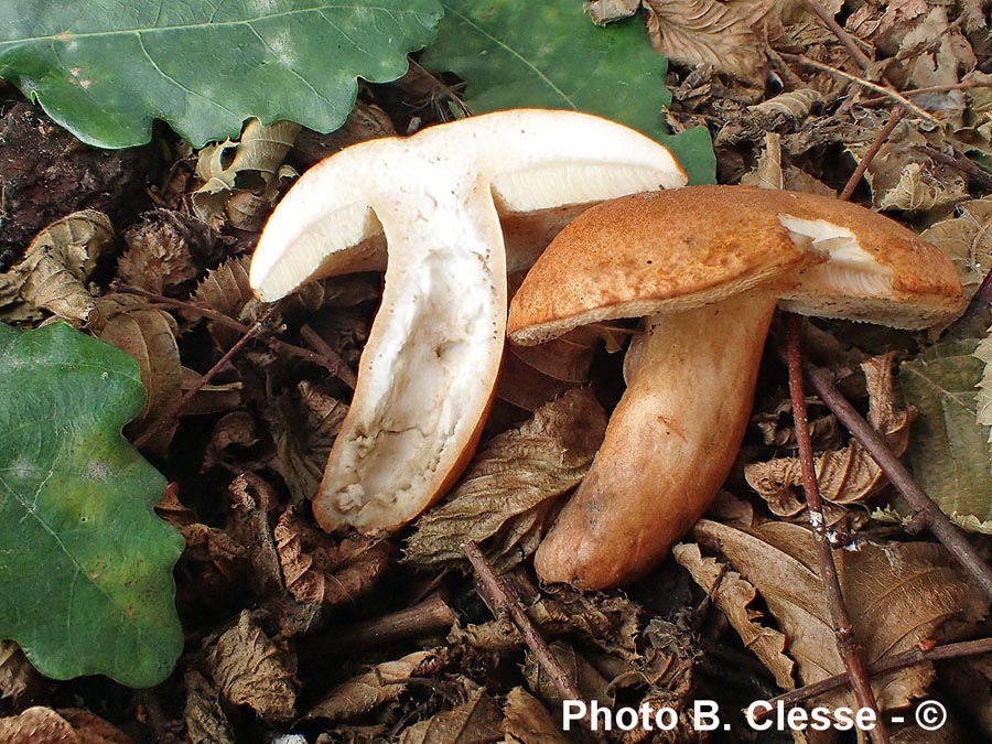 Gyroporus castaneus