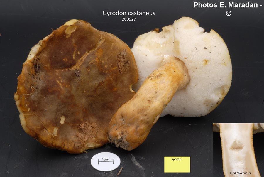 Gyroporus castaneus