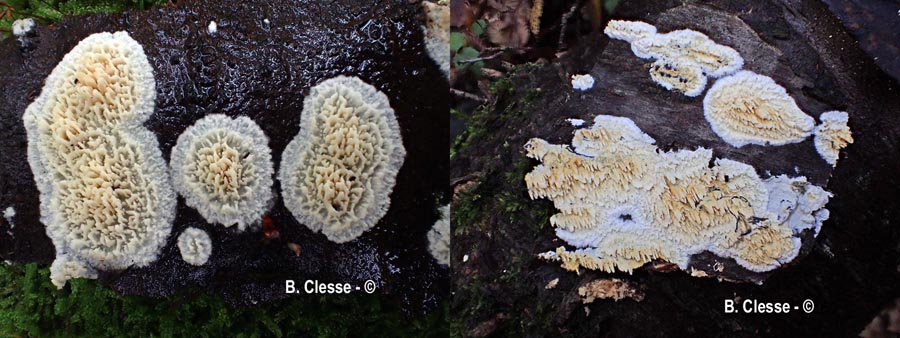 Xylodon radula (Hyphoderma radula, Basidioradulum radula)