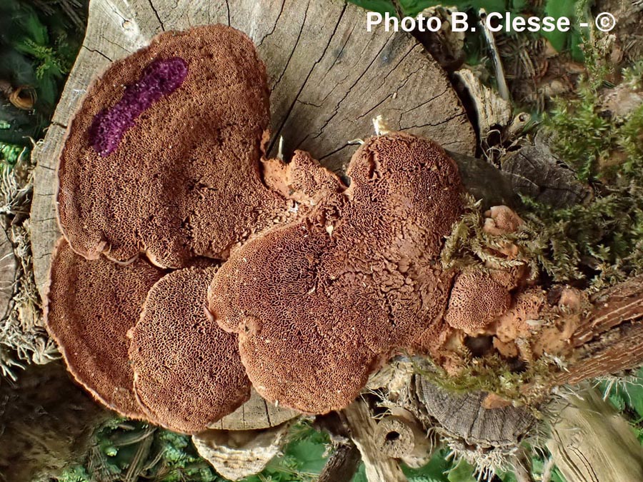 Hapalopilus nidulans (Hapalopilus rutilans)