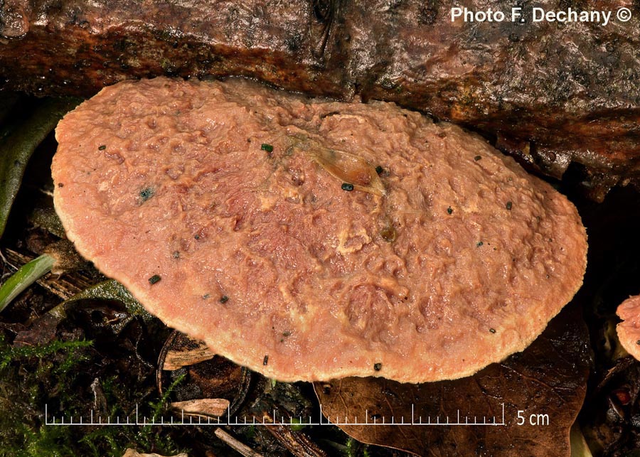 Hapalopilus rutilans (= Hapalopilus nidulans)