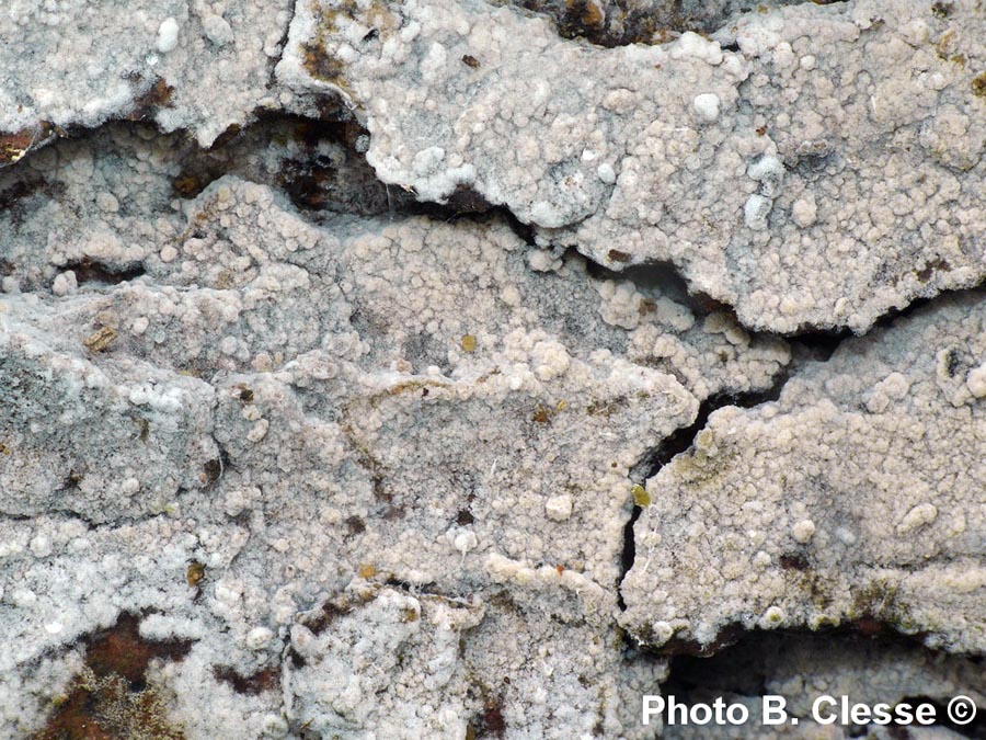 Haplotrichum capitatum (Botryobasidium candicans)