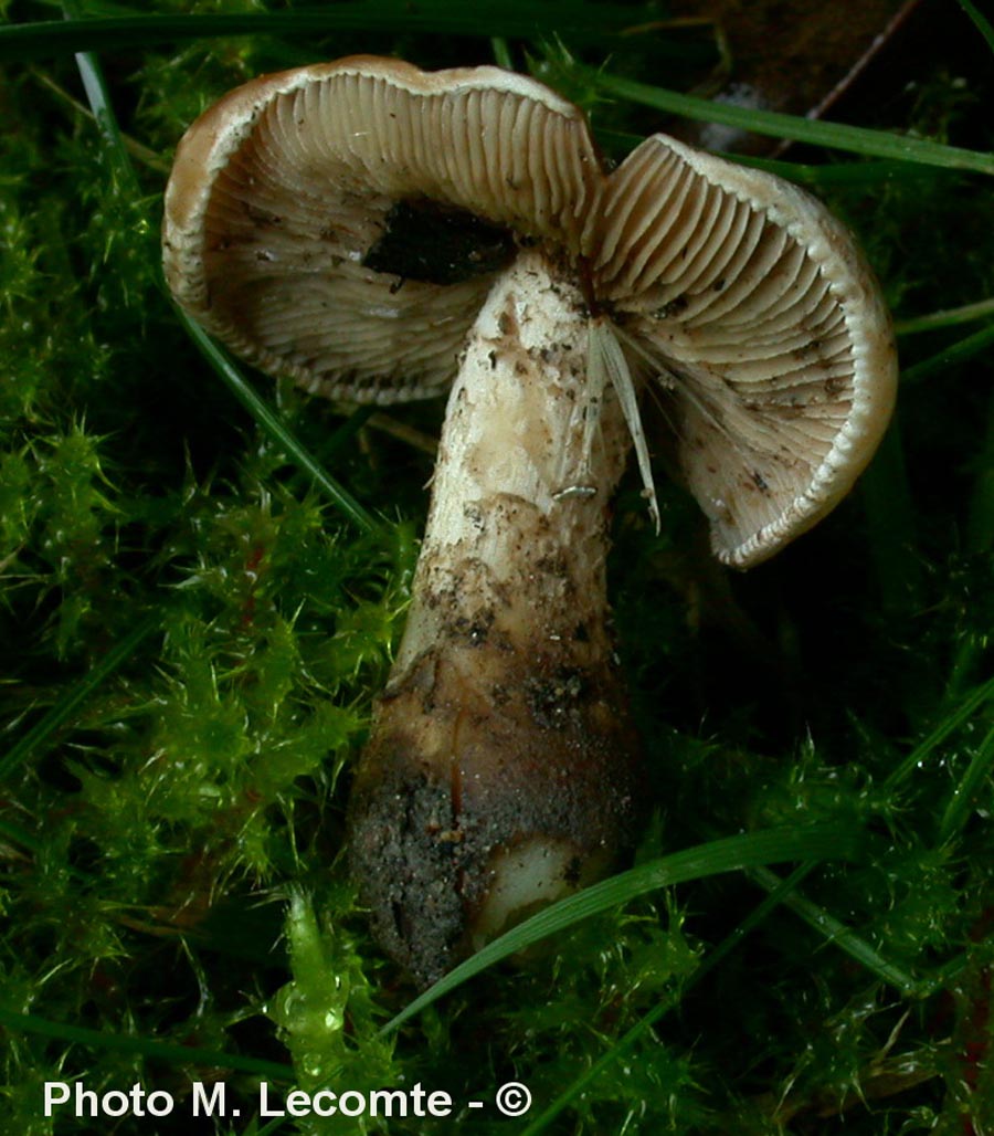 Hebeloma anthracophilum