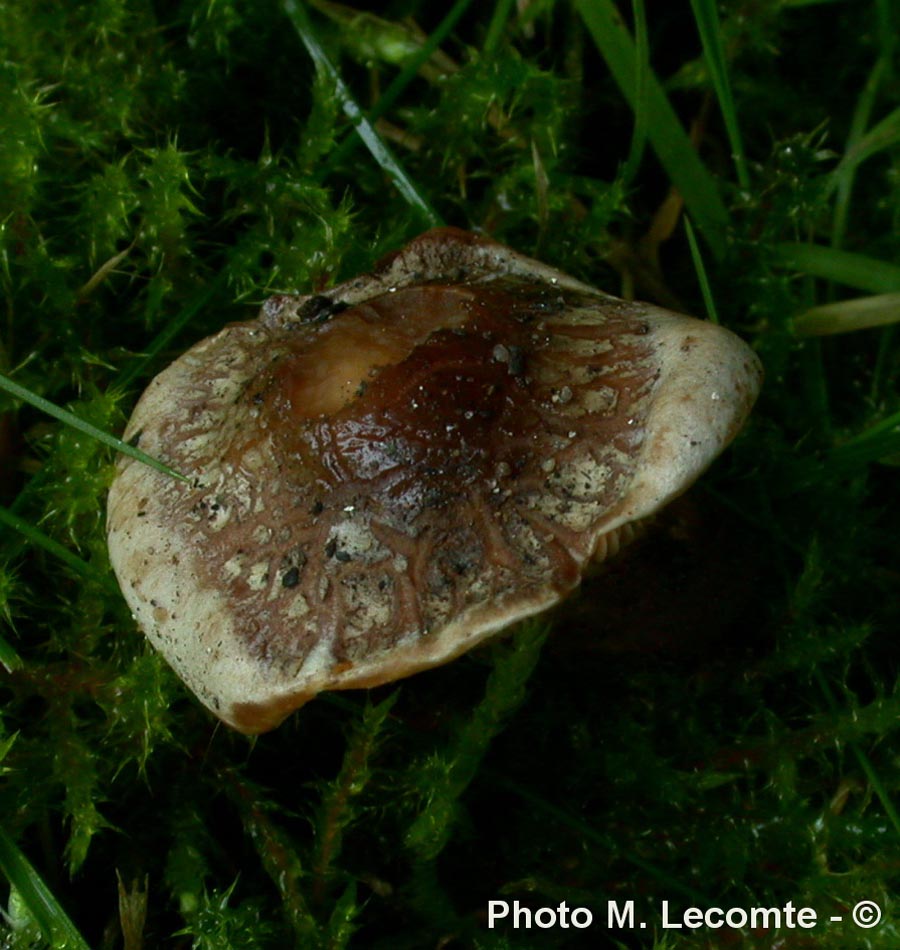 Hebeloma anthracophilum