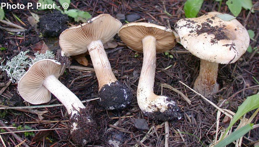 Hebeloma eburneum