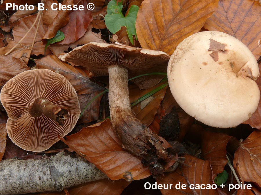 Hebeloma edurum