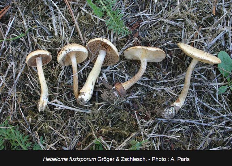 Hebeloma fusisporum