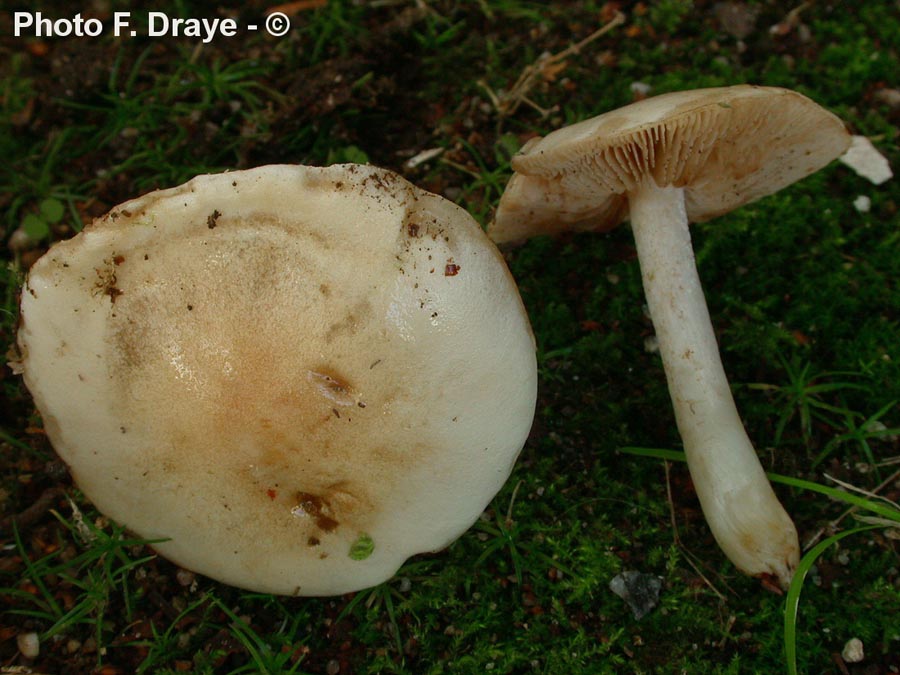 Hebeloma leucosarx