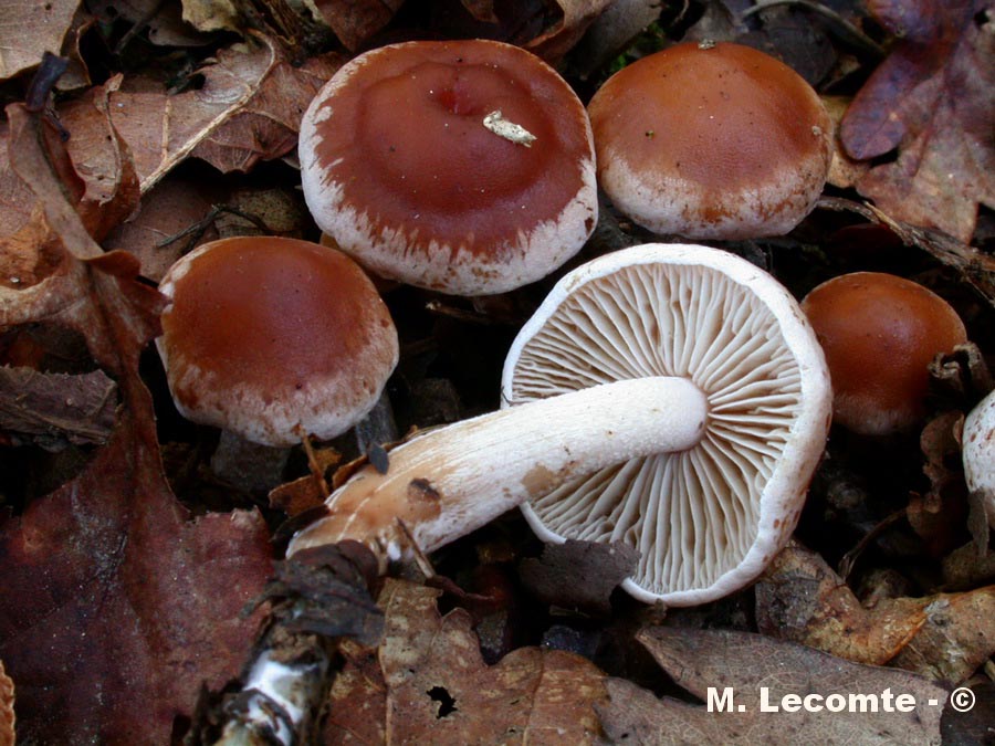 Hebeloma mesophaeum