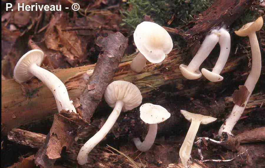 Hebeloma neerlandica