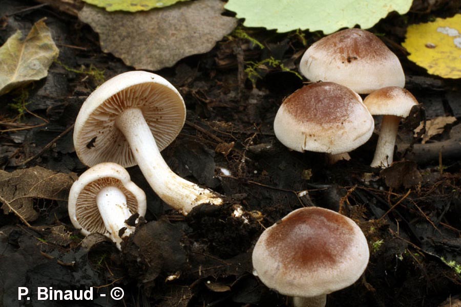 Hebeloma pusillum