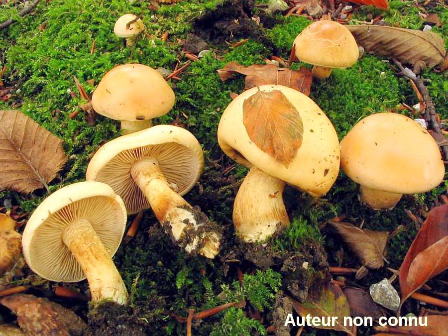 Hebeloma senescens
