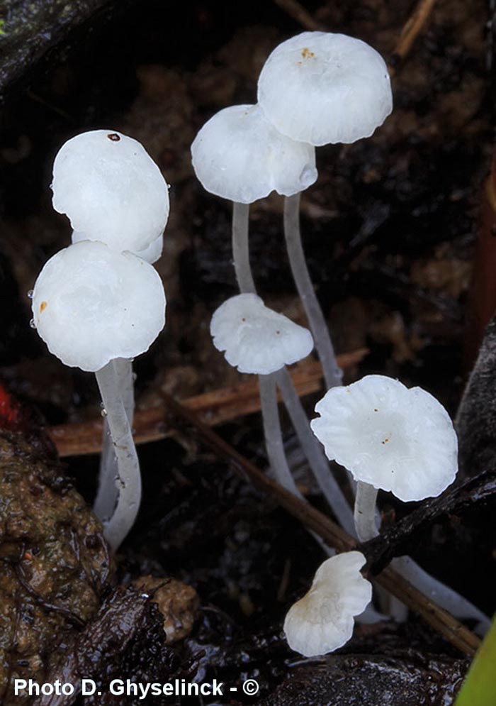 Hemimycena candida