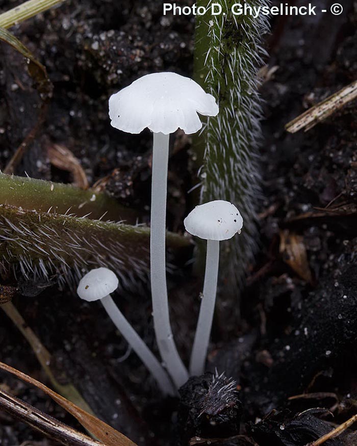 Hemimycena candida