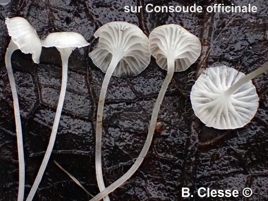 Hemimycena candida