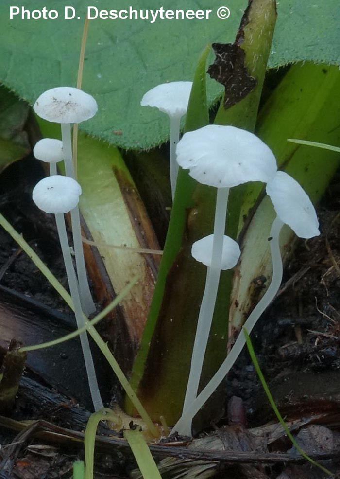 Hemimycena candida