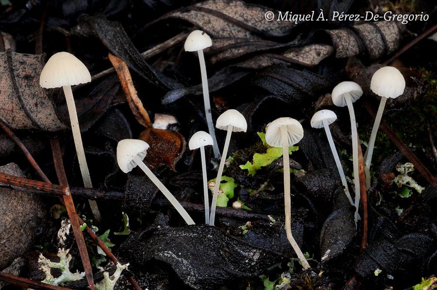 Hemimycena conidiogena