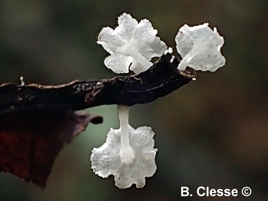 Hemimycena crispula var. crispula