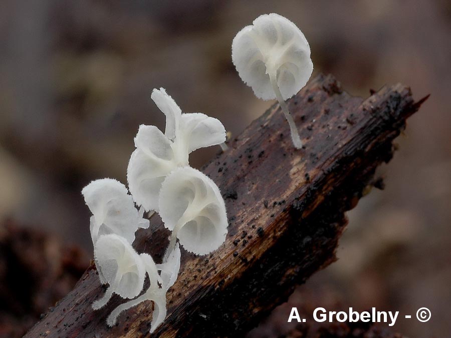 Hemimycena crispula var. crispula