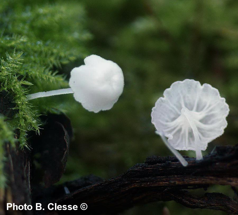 Hemimycena crispula