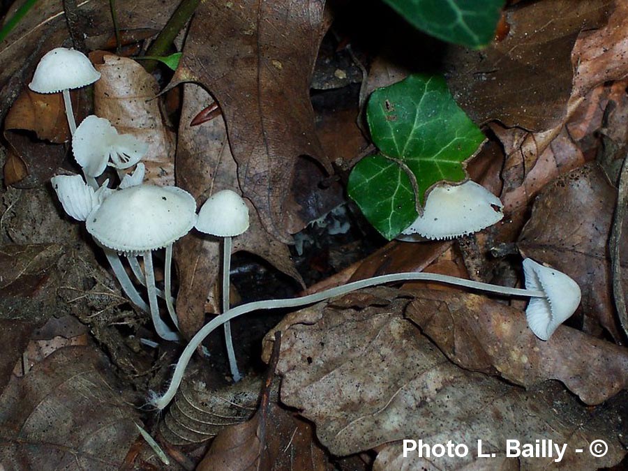 Hemimycena cucullata