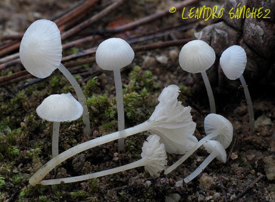 Hemimycena cucullata