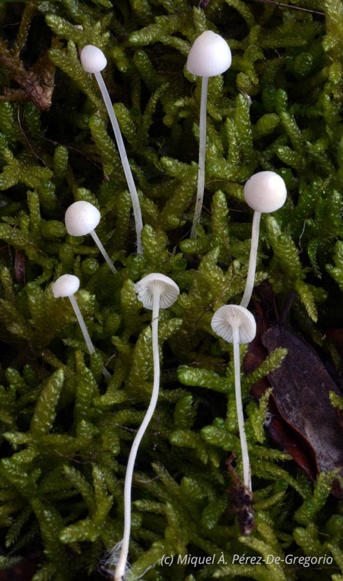 Hemimycena cucullata