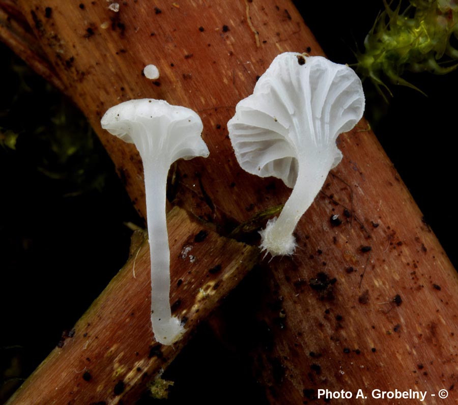 Hemimycena delectabilis var. delectabilis