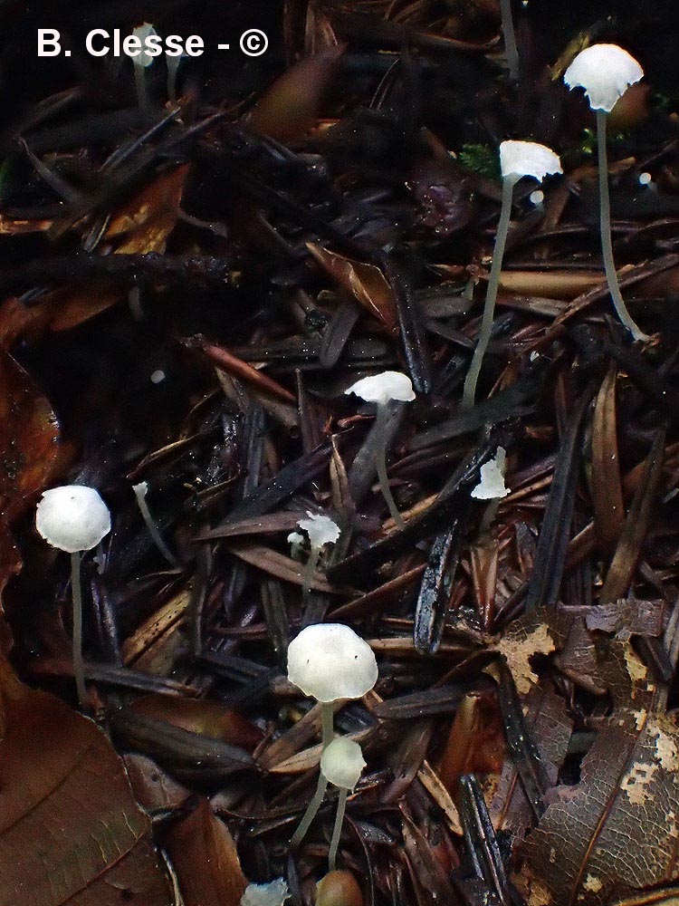 Hemimycena gracilis