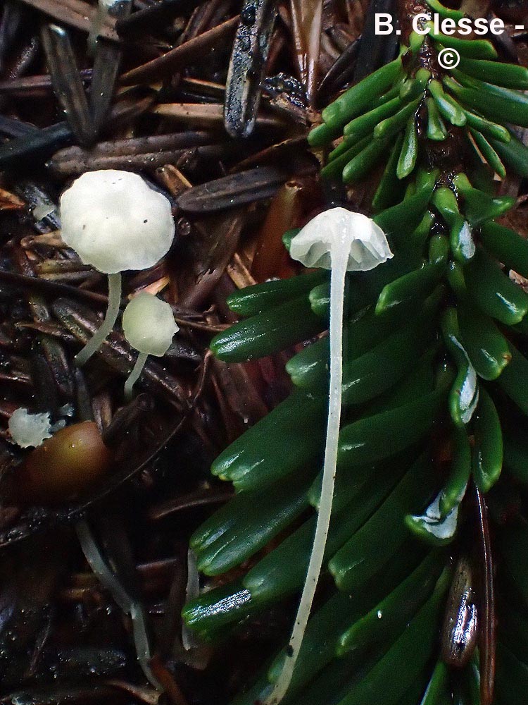 Hemimycena gracilis