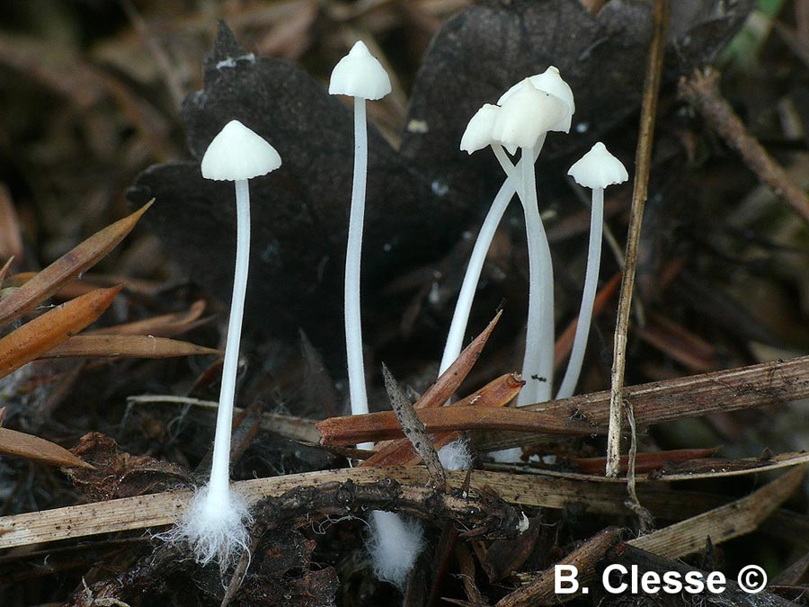 Hemimycena lactea var. lactea