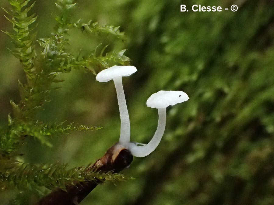 Hemimycena lactea