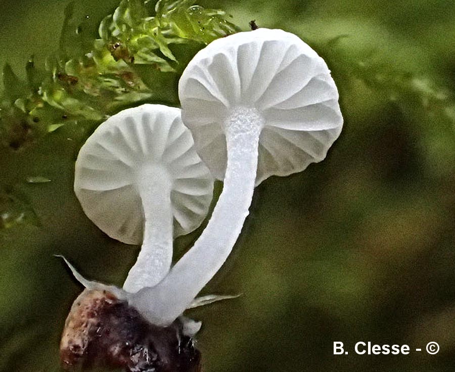 Hemimycena lactea