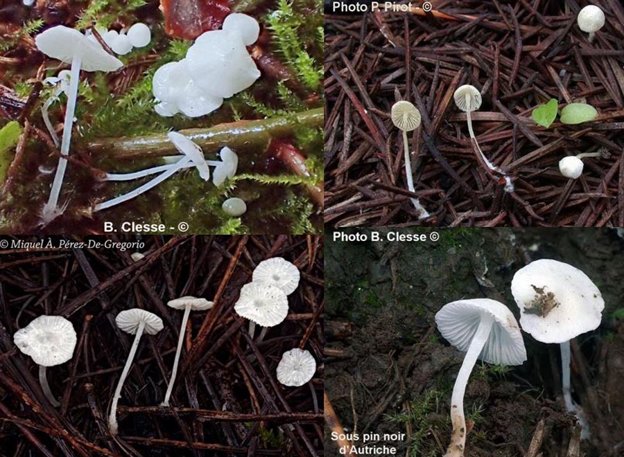 Hemimycena lactea