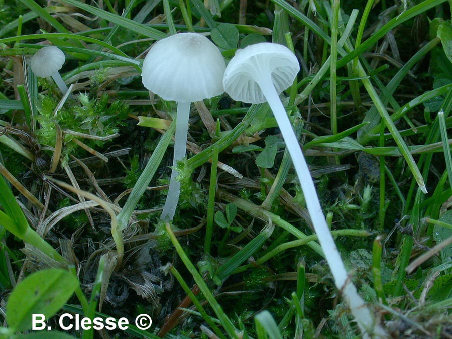 Hemimycena mairei