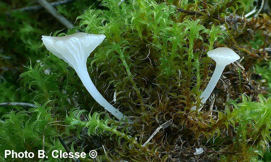 Hemimycena mairei