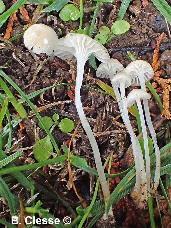 Hemimycena mairei